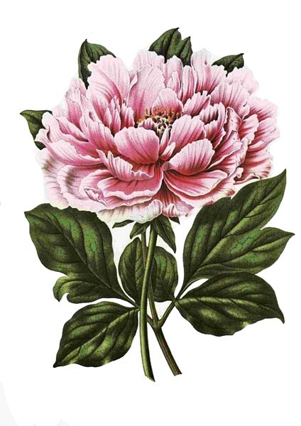 Fountain of Flowers - Set 16. 70 Pages to DOWNLOAD